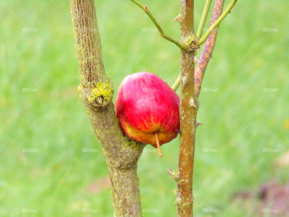 Ein Apfel zwischen zwei Sträuchern