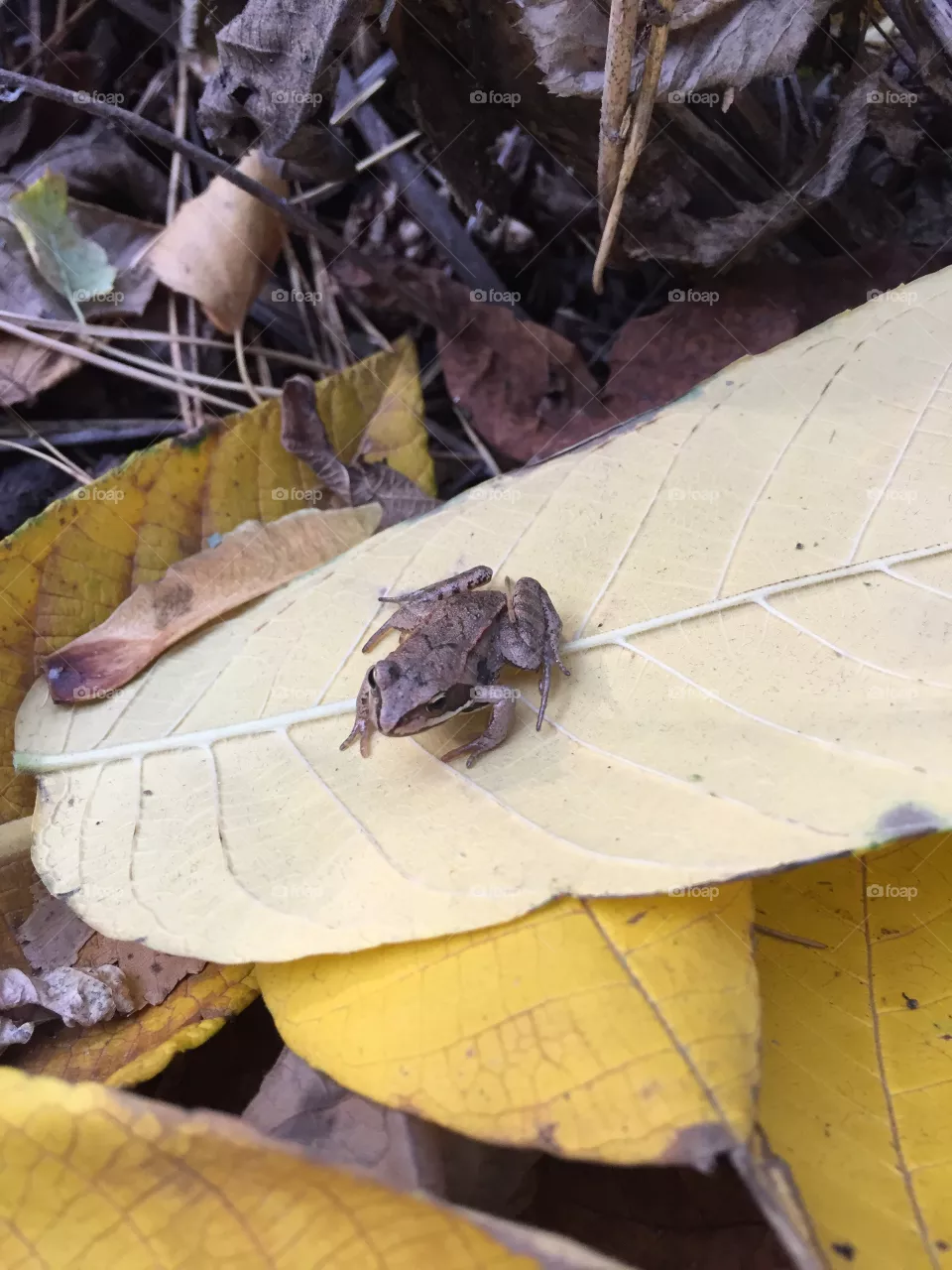 Little frog 