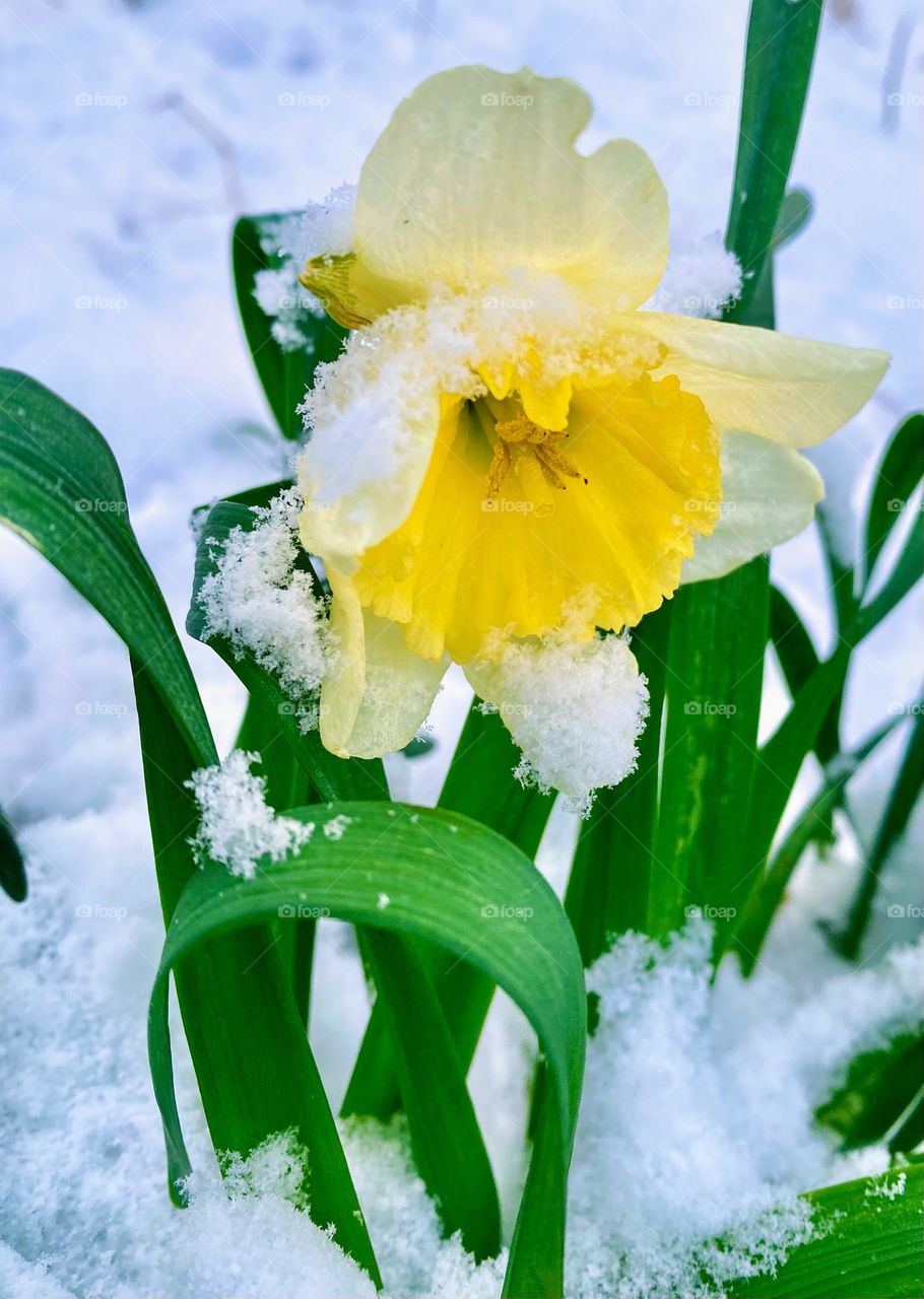 Spring trying to break through the cold weather