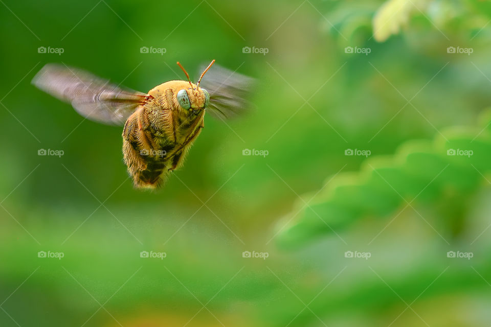 male carpenter bee fly free