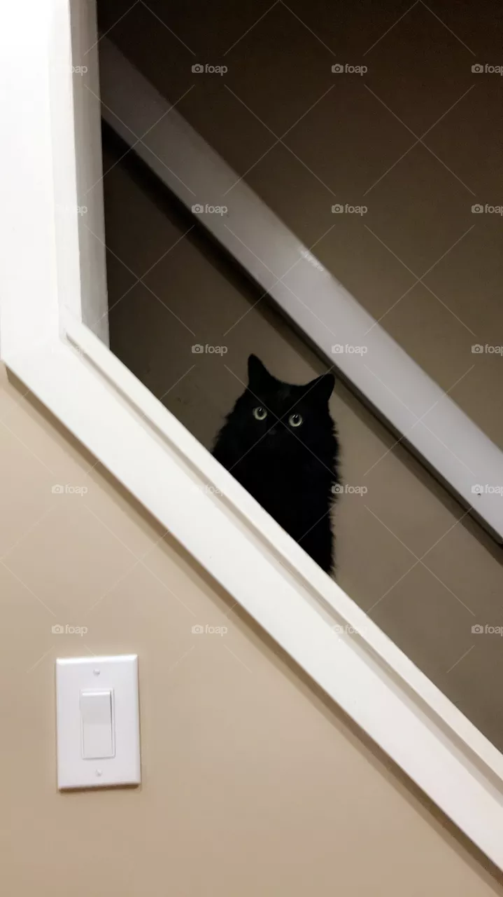 Night owl 