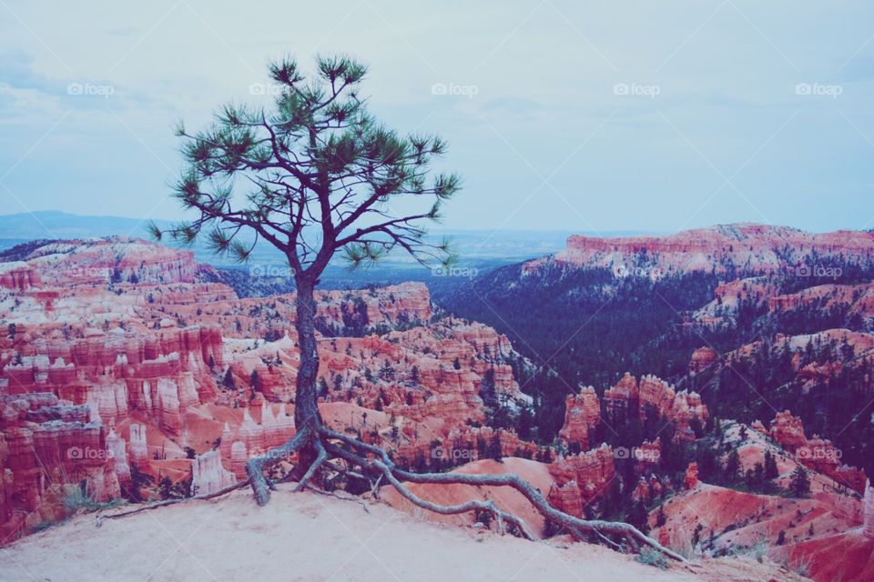 Bryce canyons. Tree on a mission to stand