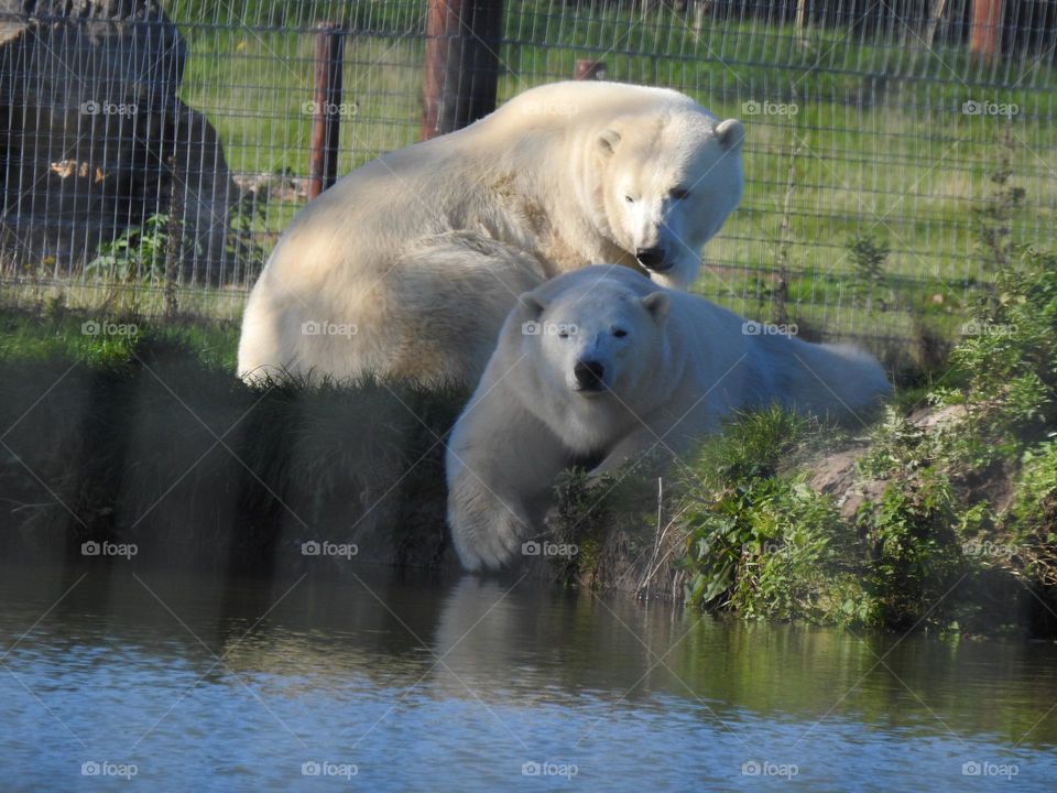A close up of polar bears 