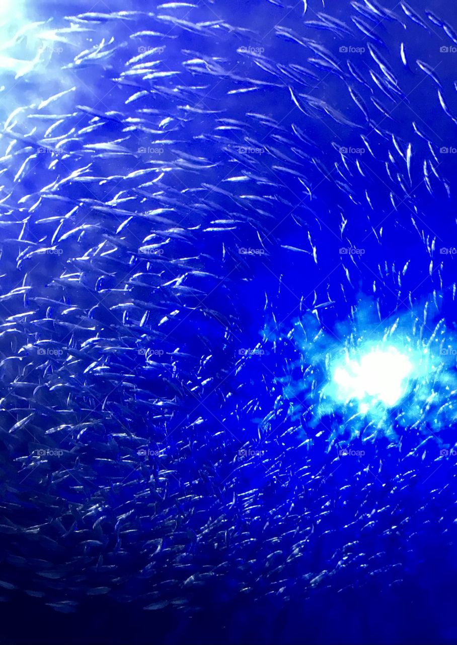 A large group of small fish swirling in the blue water