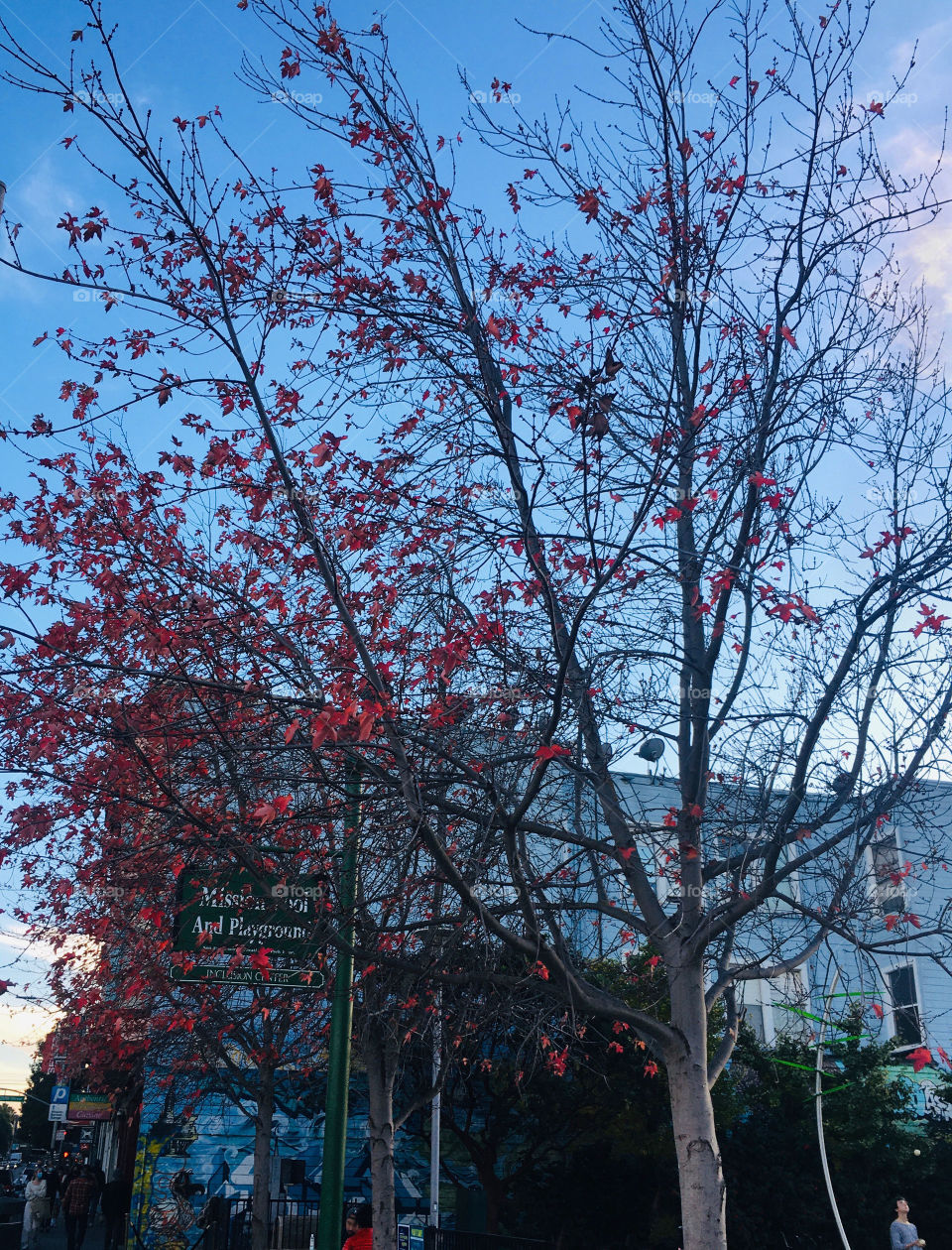 Street tree (Platanus) in December, California