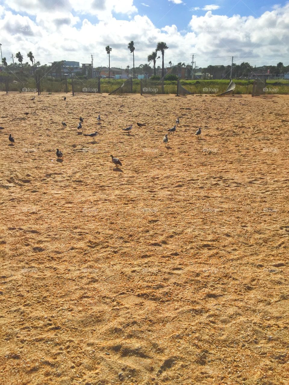 Birds on sand. Some birds on the sand 