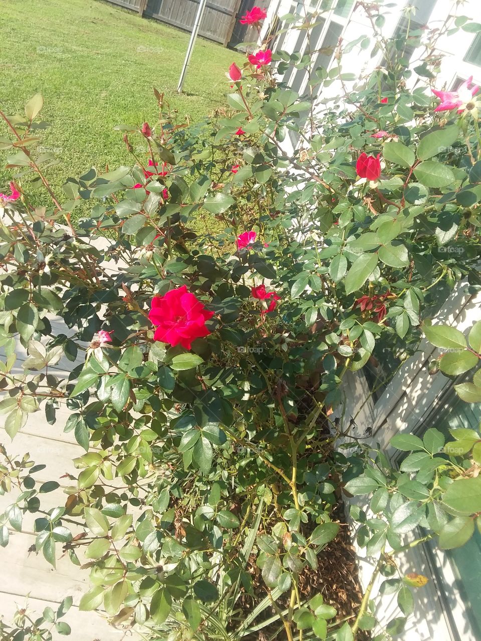 this is knockout  roses