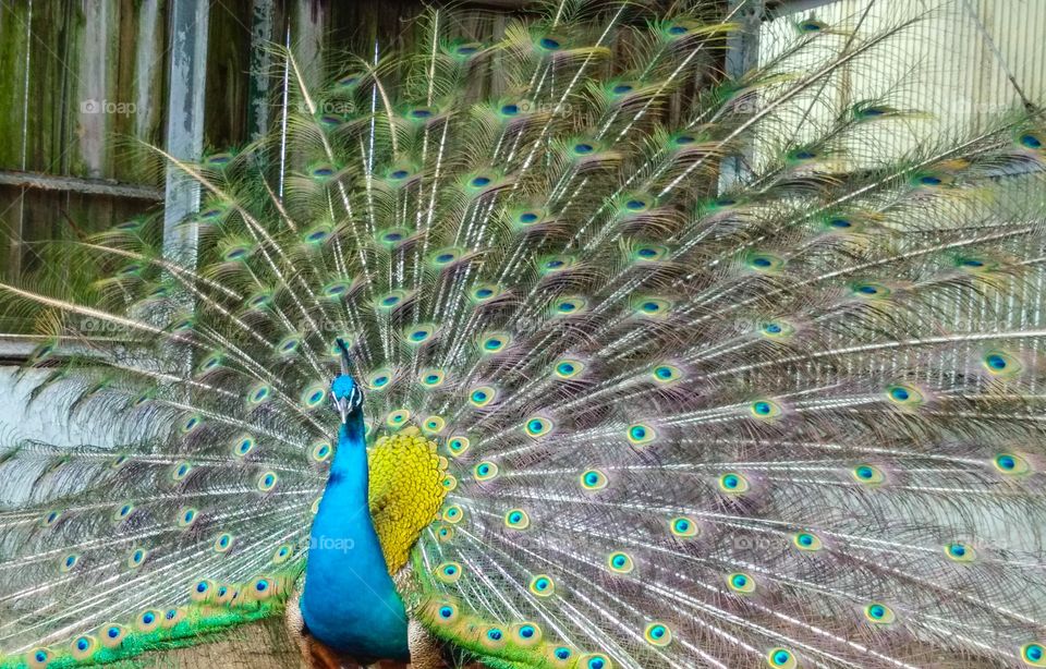 Cool peacock!