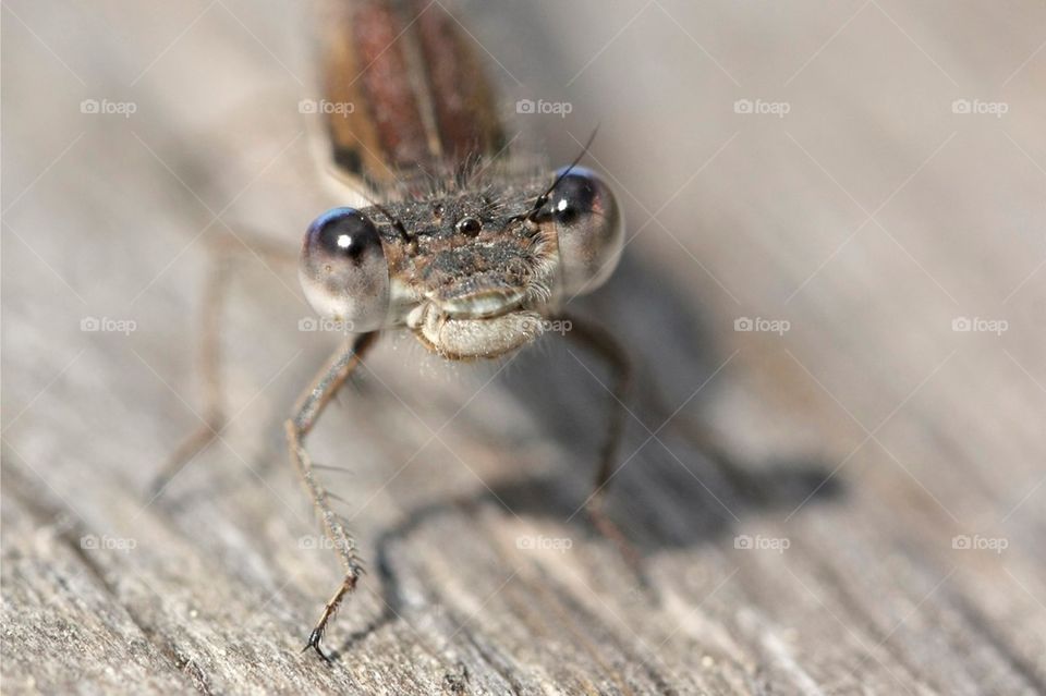 Close-up of dragonfly