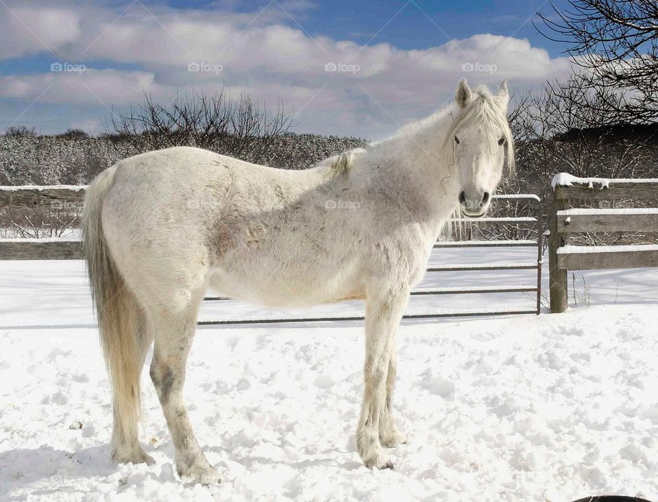 Arabian horse in winter