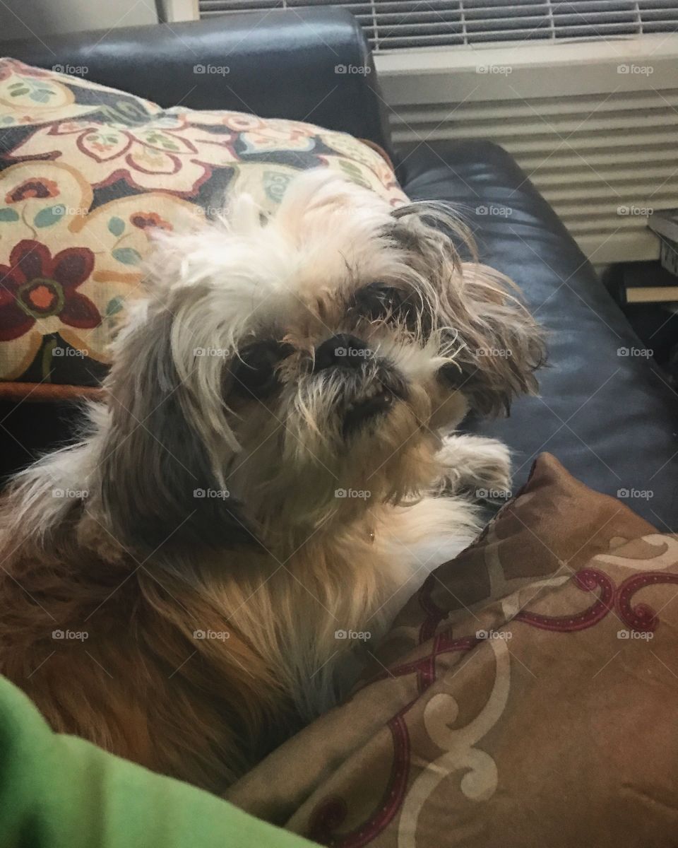 This is King Callie. She is your leader.