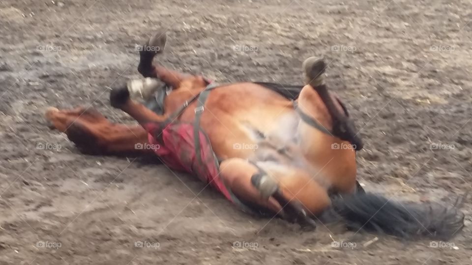 stallion lies on the ground for rolling