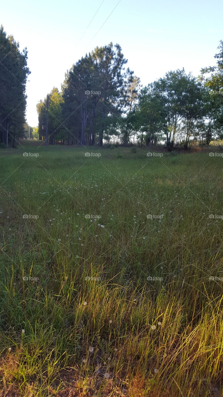 Dandelions in the Grass