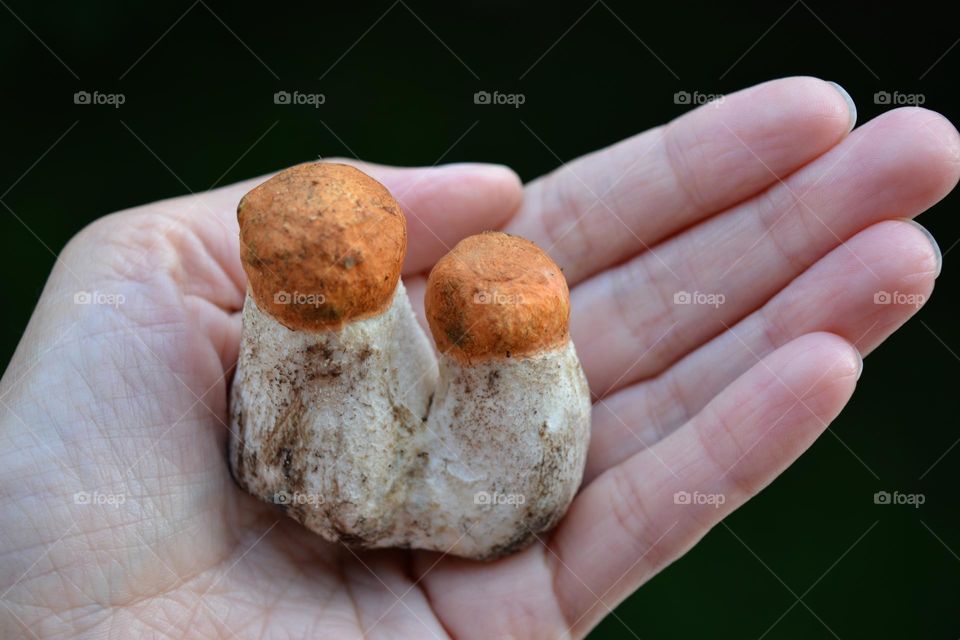 two beautiful mushrooms