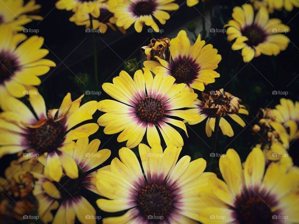 Black Eyed Susan