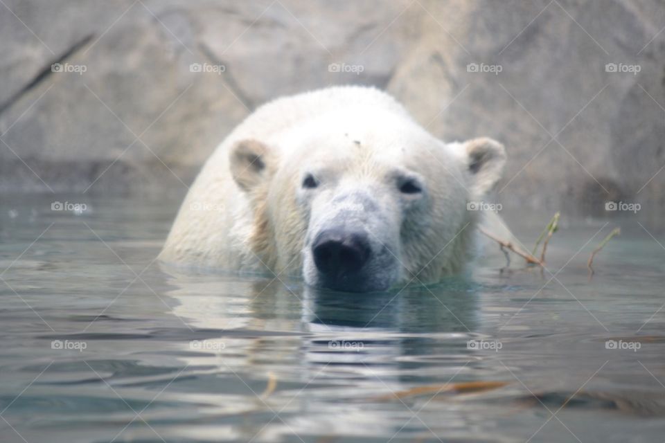 Polar bear peekaboo