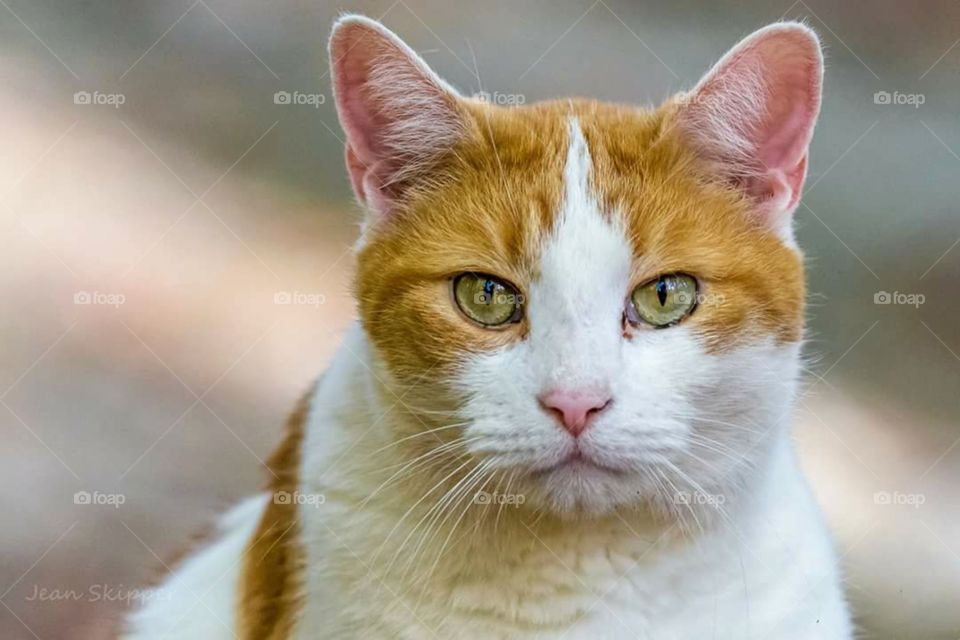 Ginger & White Cat
