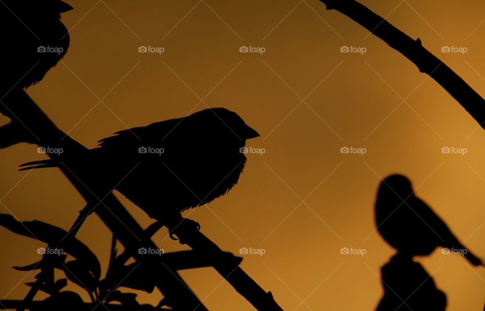 Silhouette of a bird