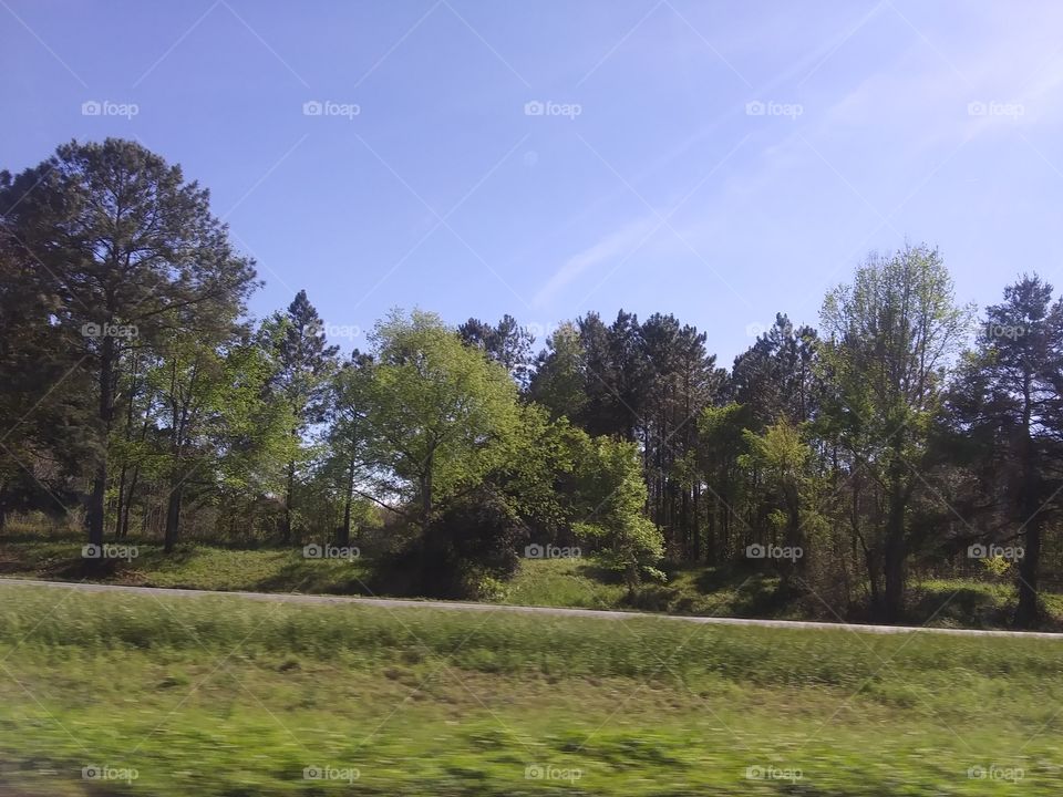 Tree, Landscape, Wood, Grass, Nature