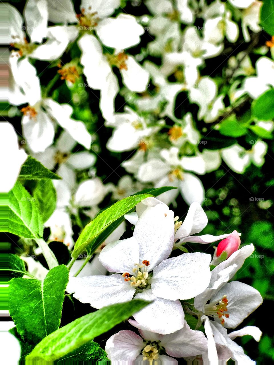 apple blossoms