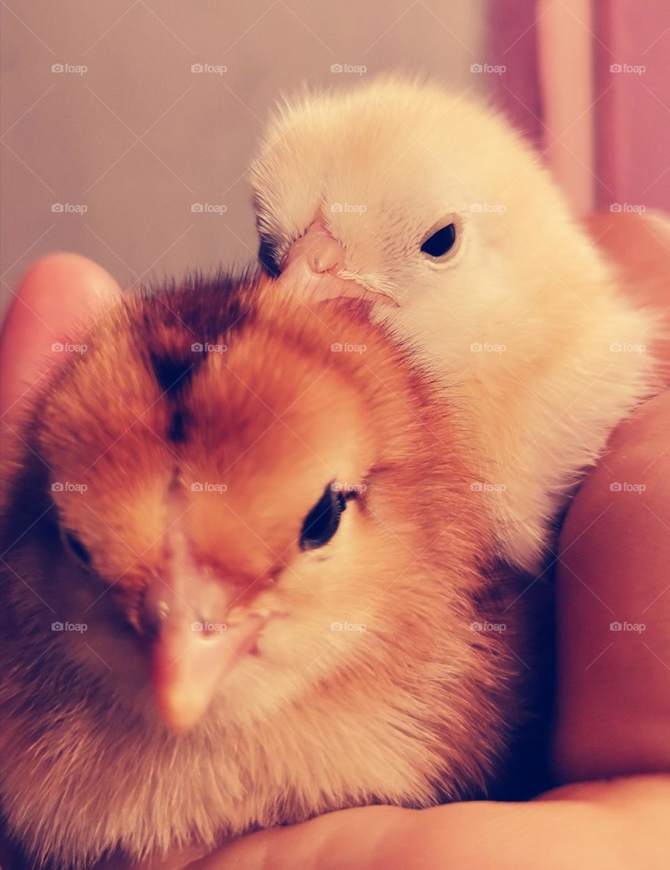 brown and white chicks