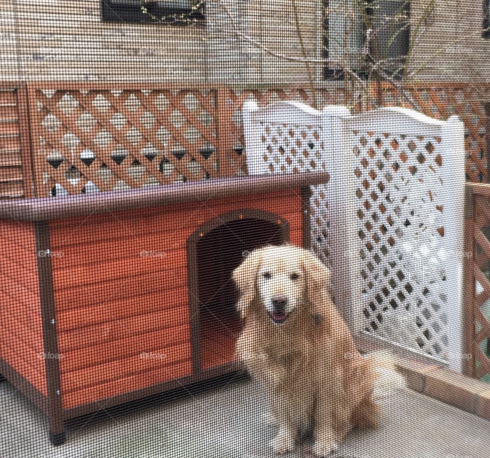 Golden retriever new dog house