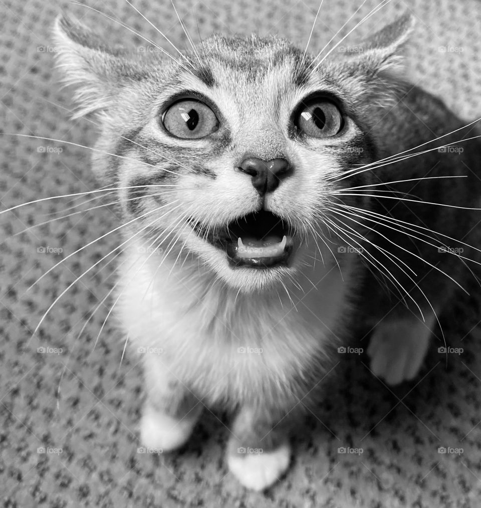 Black and white photography of a kitty meowing 