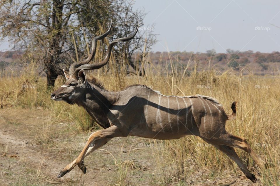 Leaping kudu