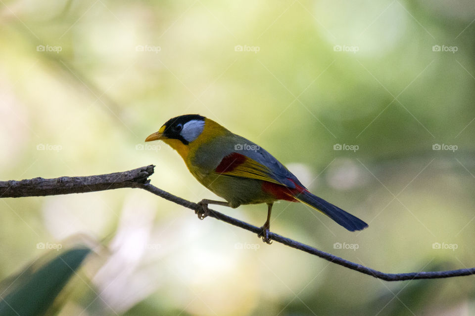 Silver-Eared Mesia (Male)