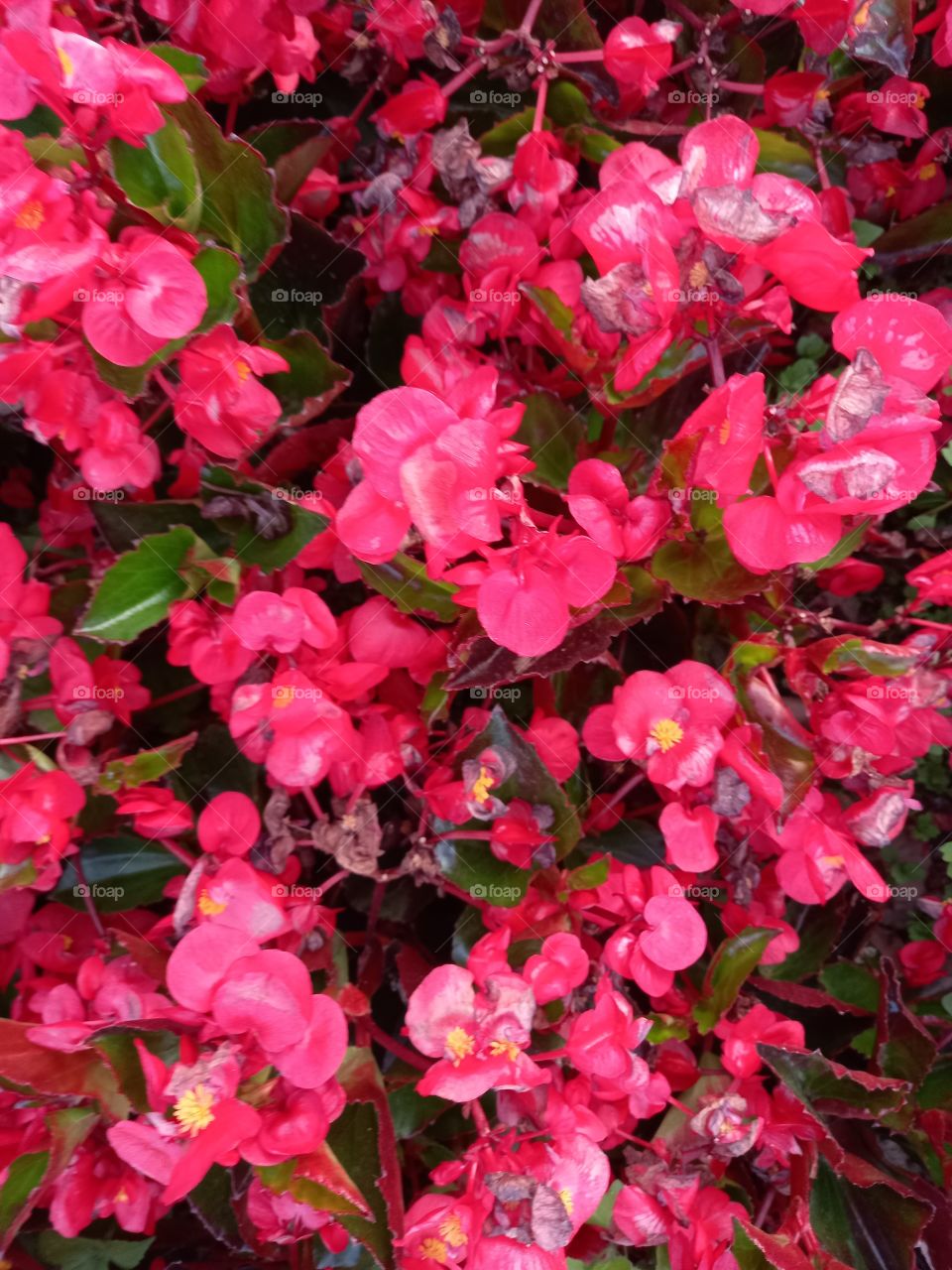 Bedding Begonia