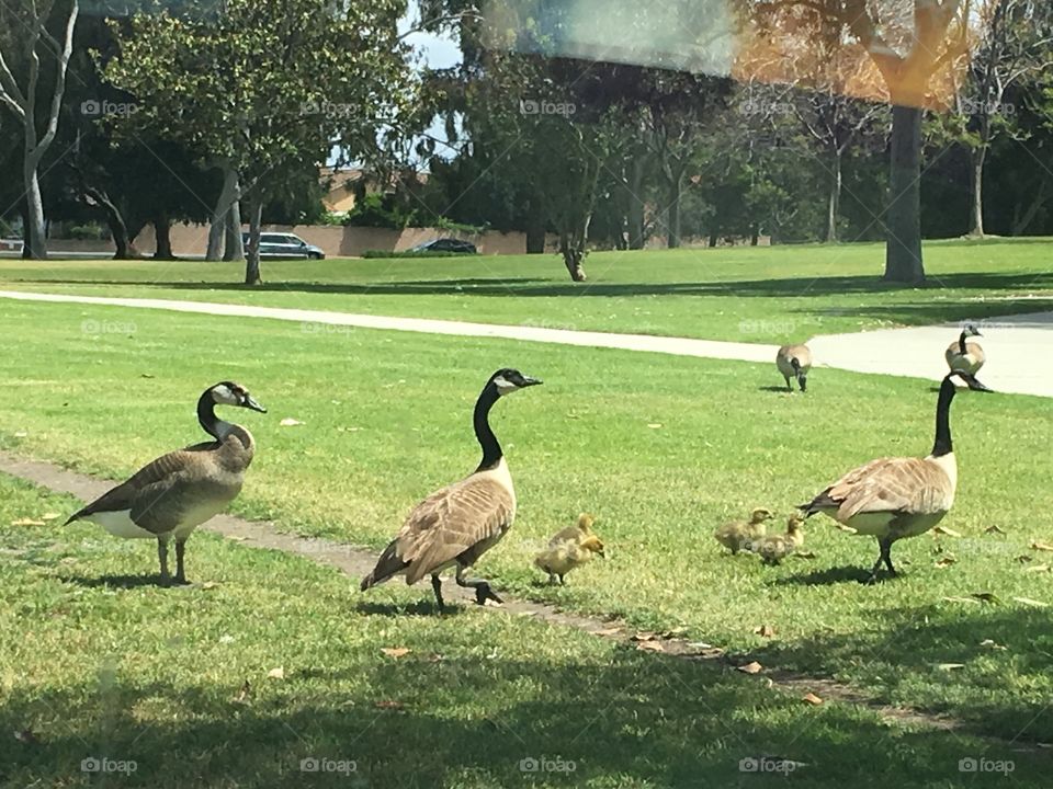 Springtime stroll with the family 