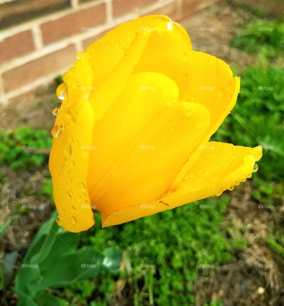 Macro Shot of Tulip