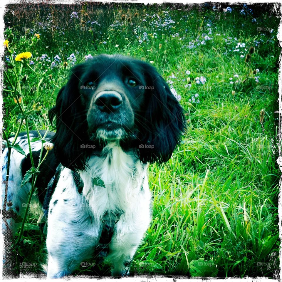 That look on her face . Intent alert look on springer spaniel 