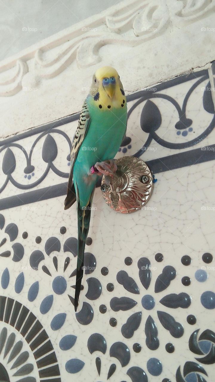 My lover parrot perching on a pole.