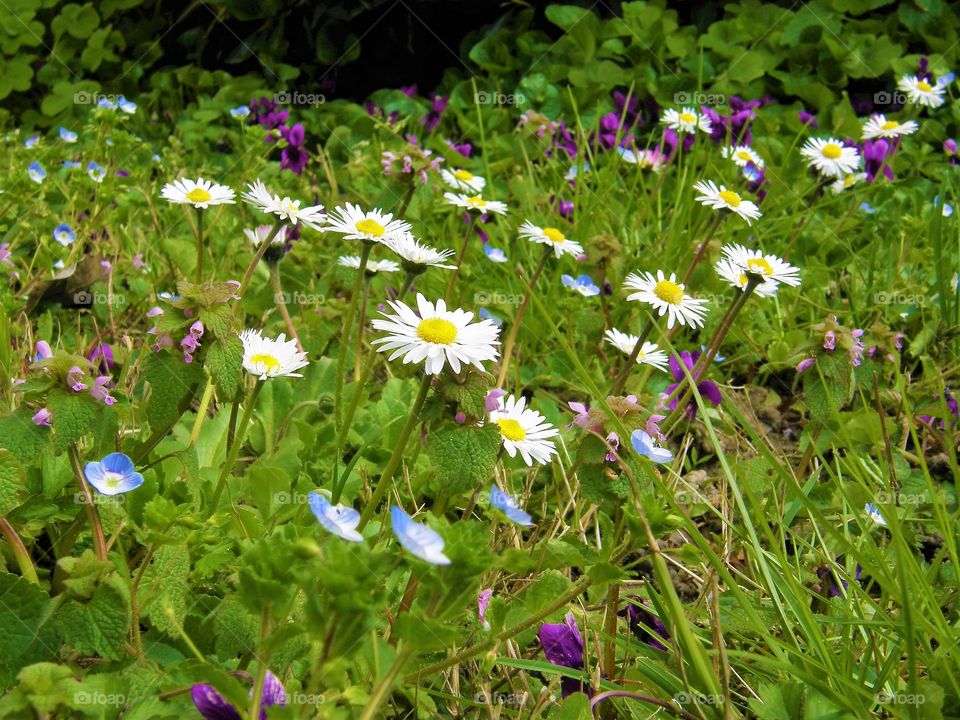 Spring meadow flowers