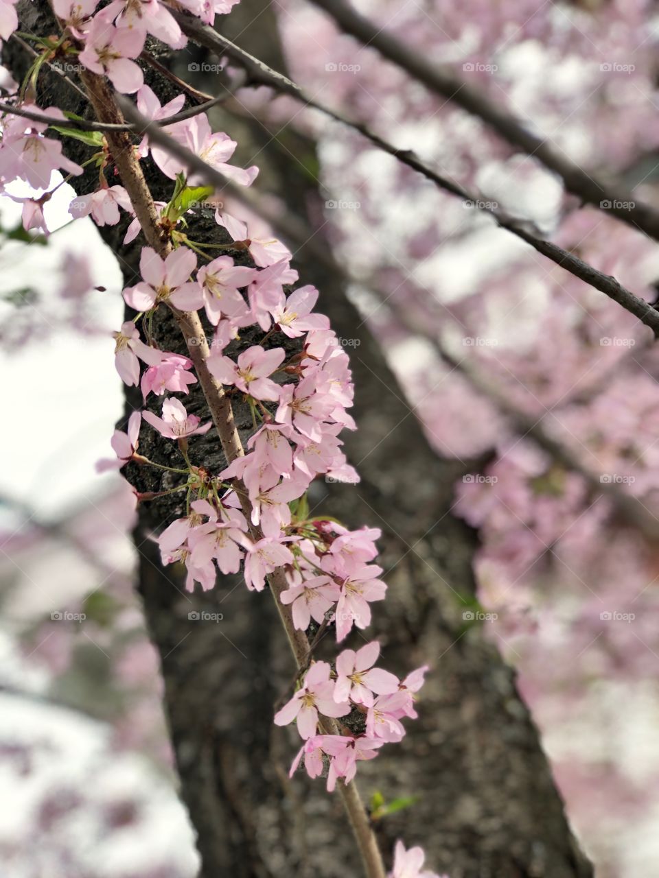 Spring in the Midwest