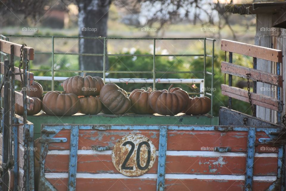 Pumpkins in autumn time