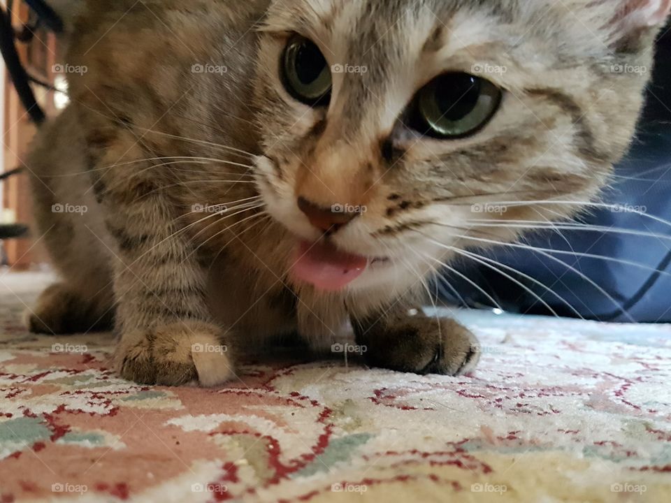 cat with a tongue