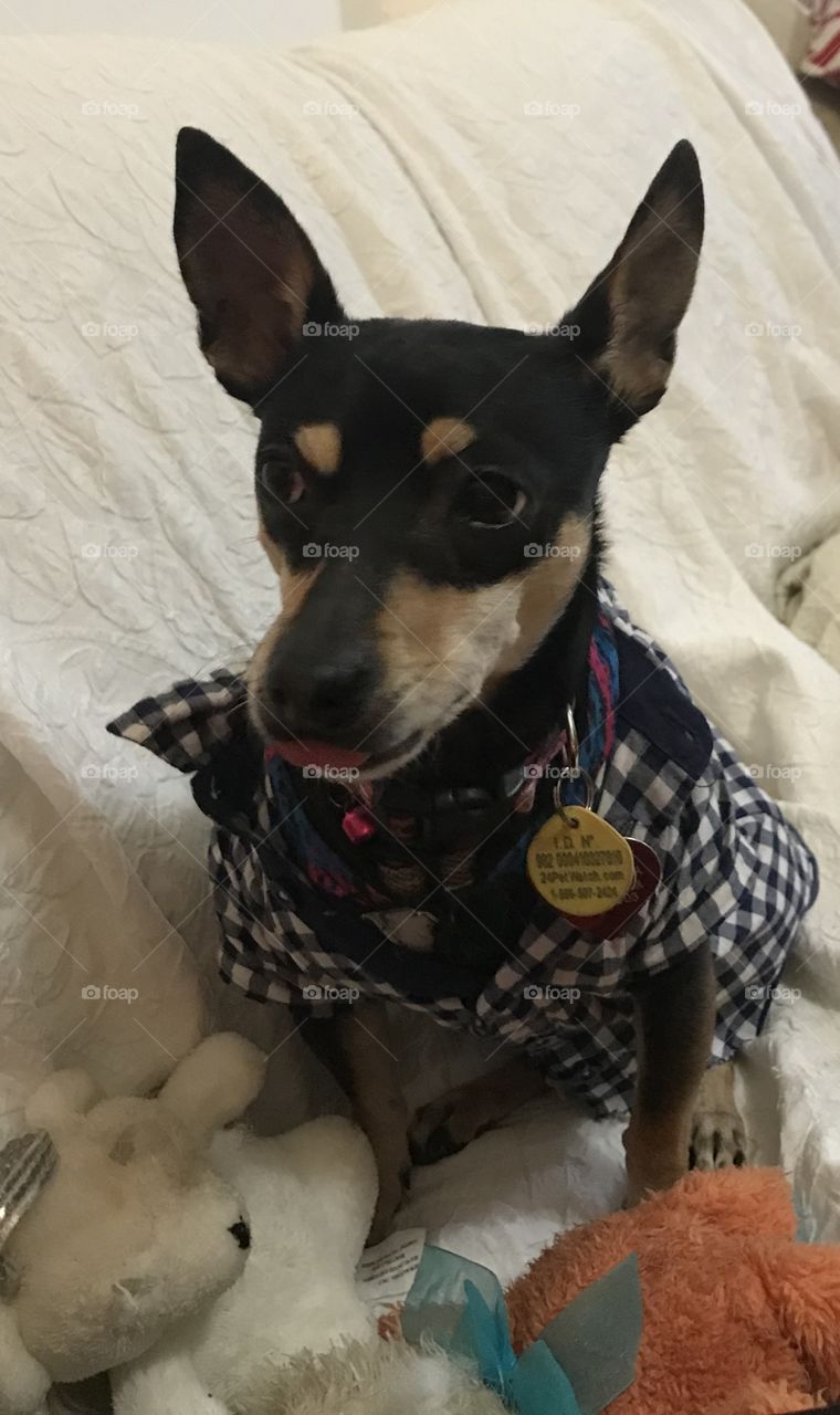 Dog making funny face