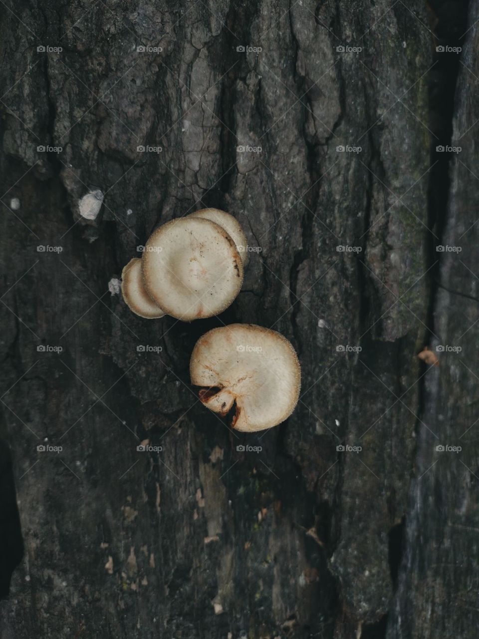 Mushroom also grows in surface of the tree.
