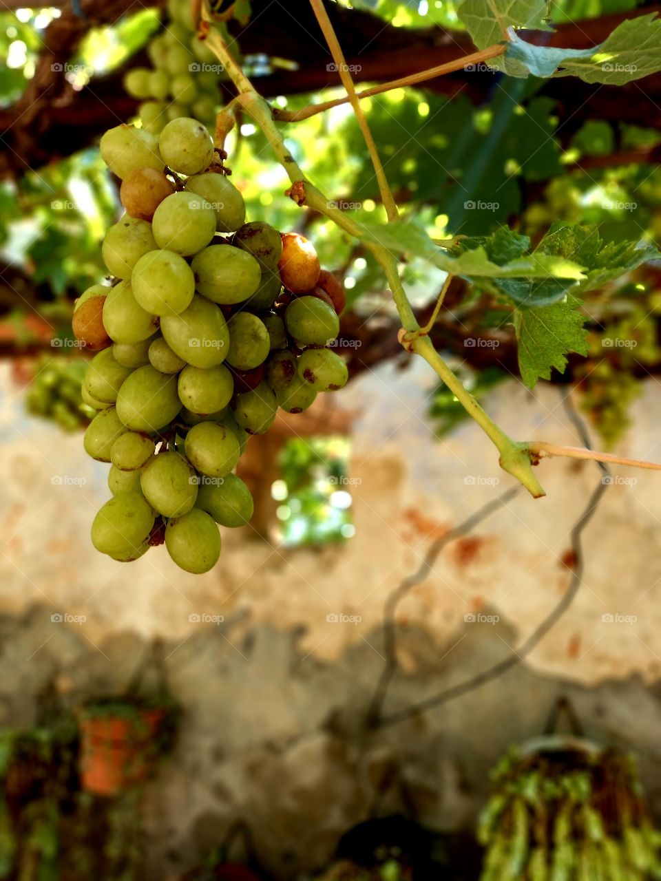 Grapes tree