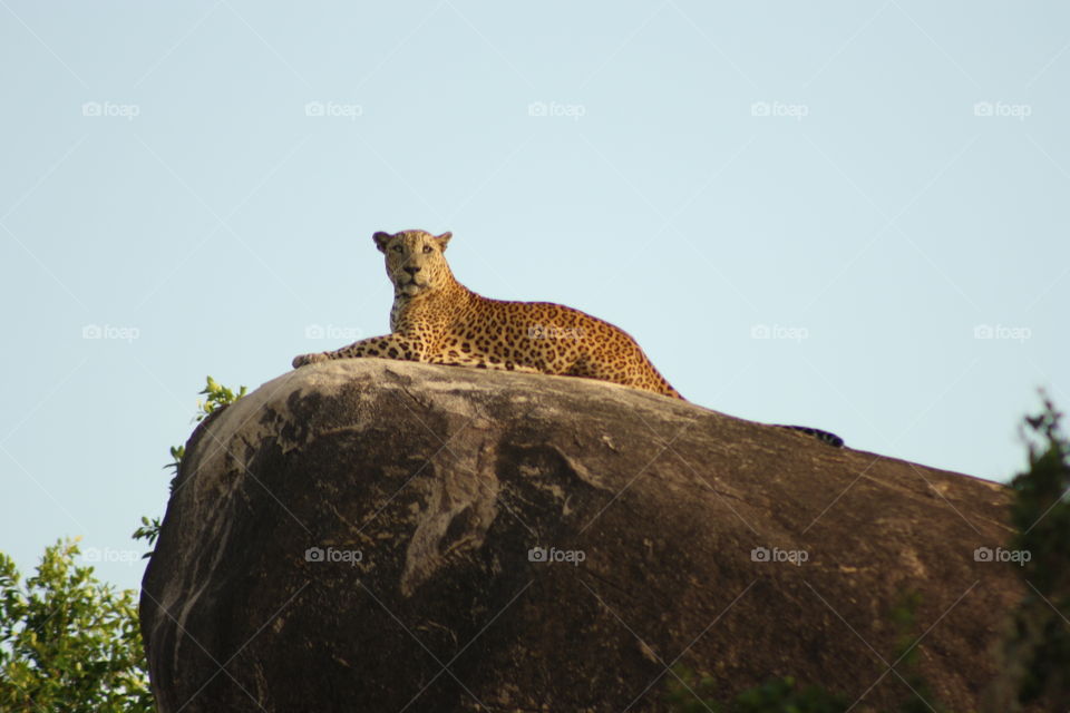 Local wildlife in Sri Lanka. Yala National Park.