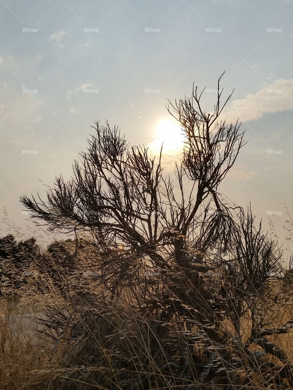 Shrubs effects of drought