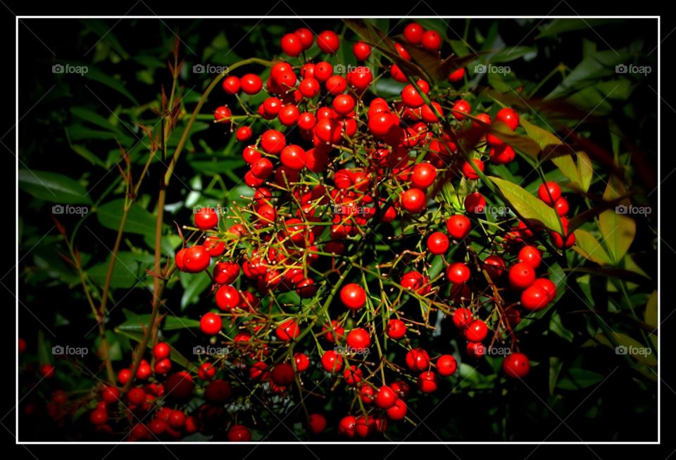 bright red berries