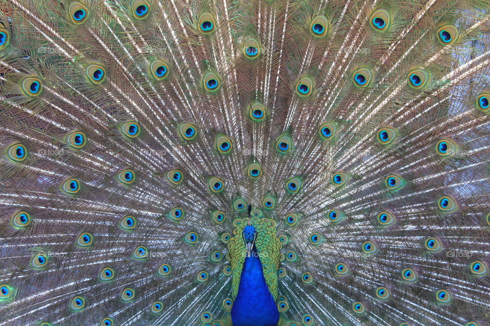 Straight on closeup shot of a brilliant blue male peacock with his tail in full display!