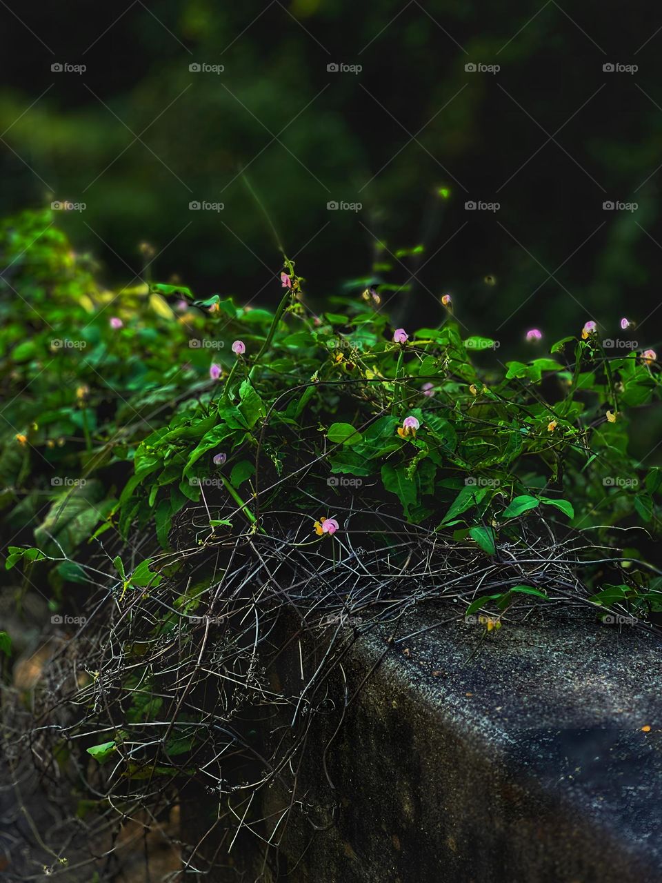 Hogweed growing wild on the bridge that overlooks Big Black River.