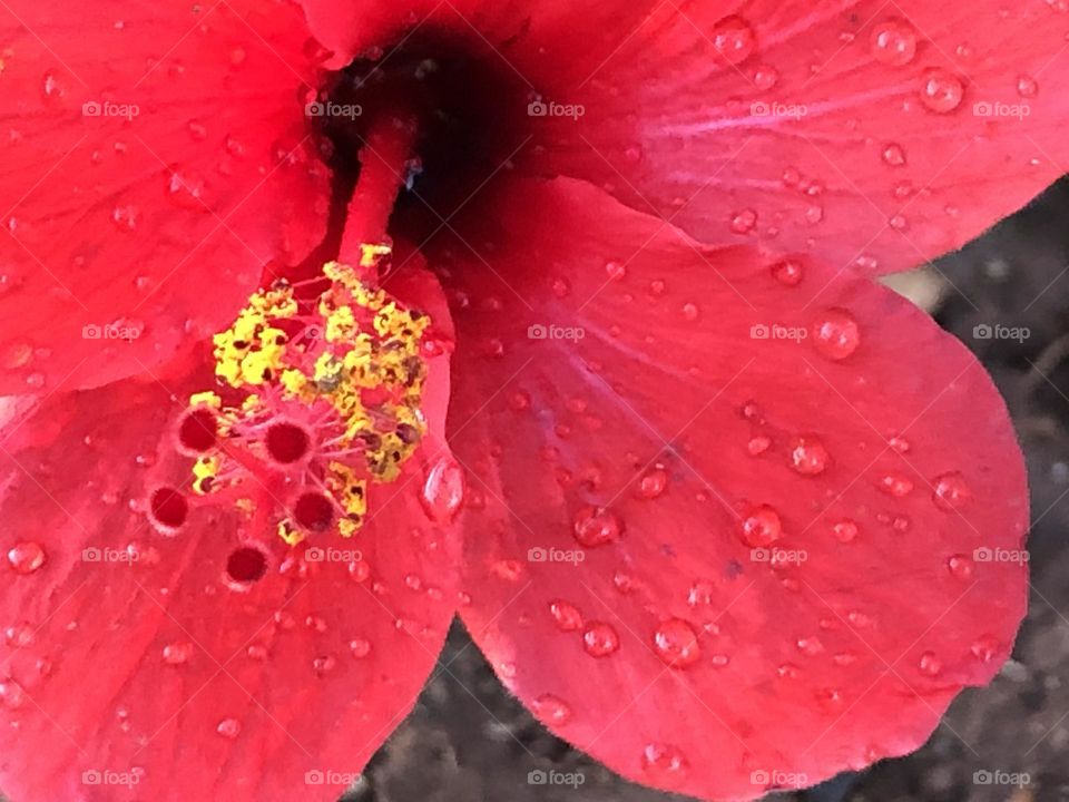 Beautiful red flower 