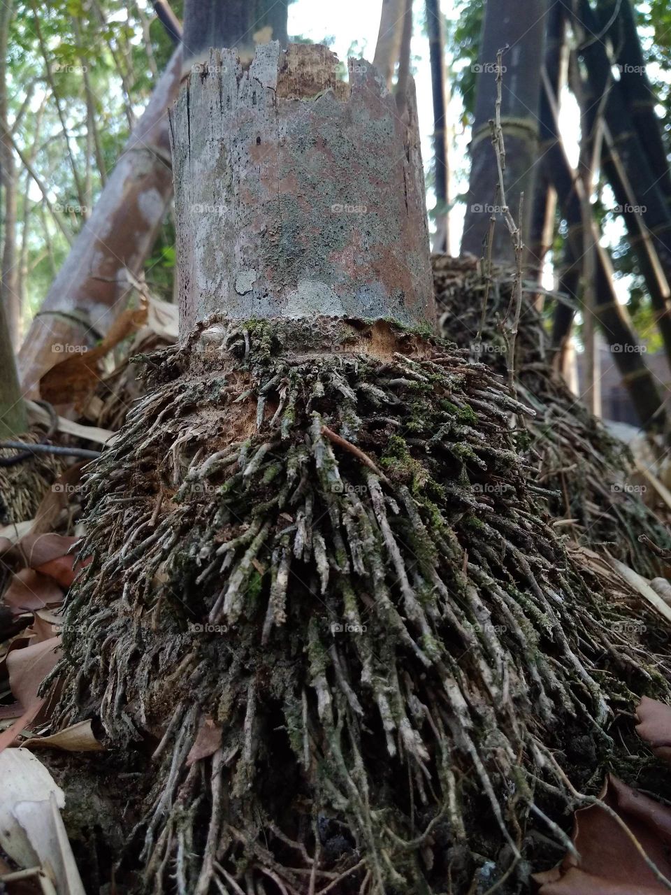 akar bambu yang tampak seperti duri