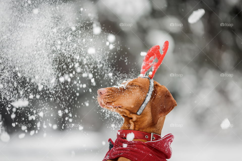 Outdoor portrait of Hungarian vyzhla dog in funny headband 