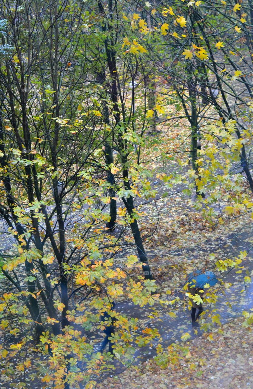 Leaf, Tree, Wood, Nature, Season